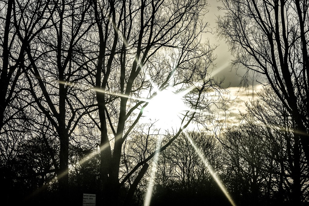 Sunburst through the trees by stuart46