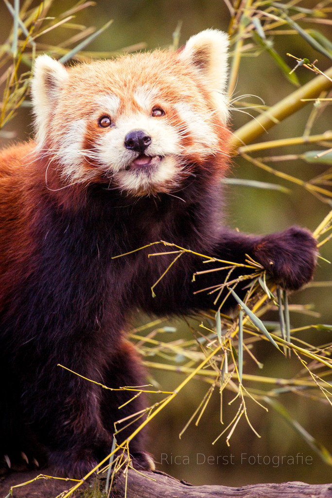 Red Panda #245 by ricaa