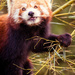Red Panda #245 by ricaa