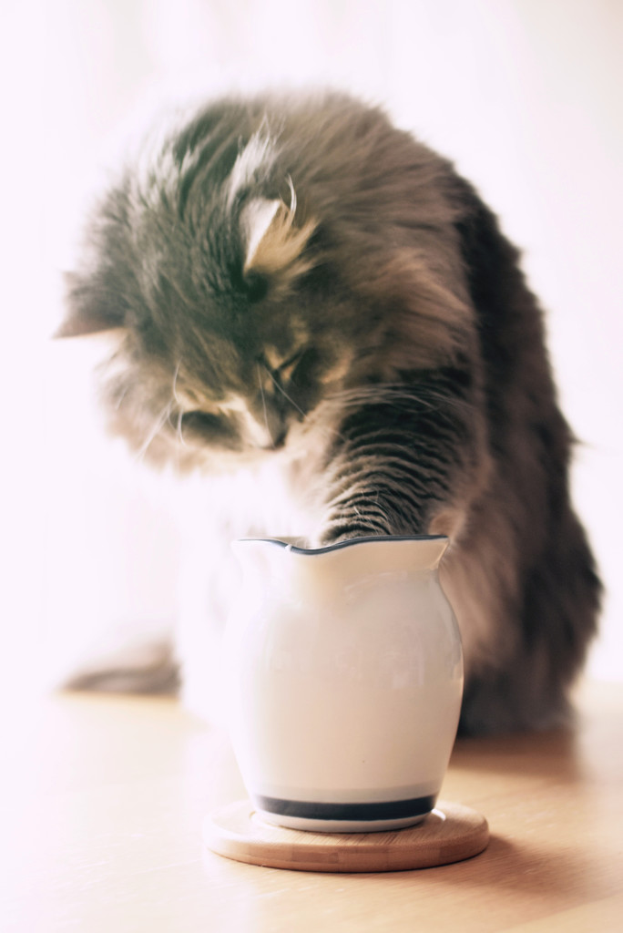 Milk Thief II (Caught in the act)  by vera365