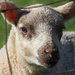 Lamb by philhendry
