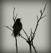 24th Feb 2016 - The Singing Bird Way Up High