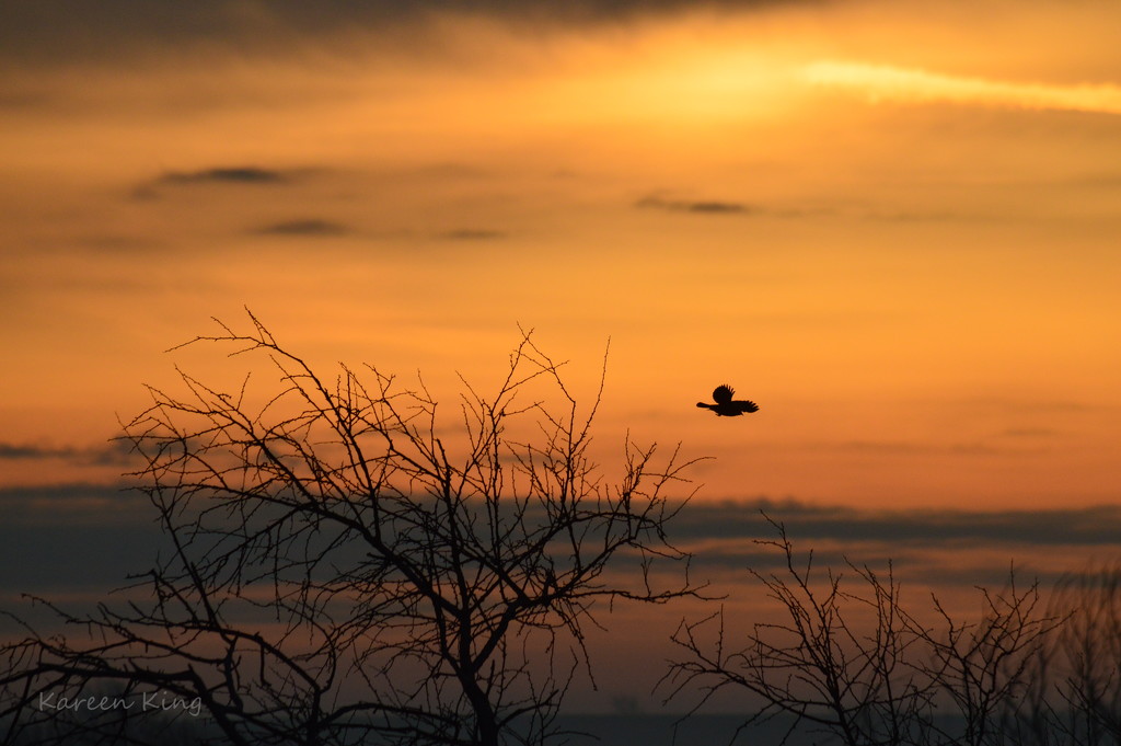 Blackbird in a Kansas Sunrise by kareenking