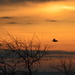 Blackbird in a Kansas Sunrise by kareenking