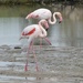 The Very Last Flamingo Picture, I Promise! by susiemc