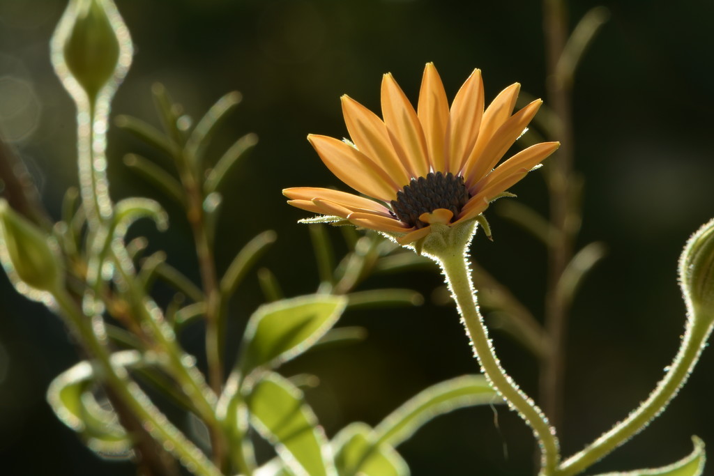 African daisy and bokeh  by ziggy77