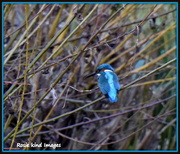 23rd Feb 2016 - The only kingfisher I saw today 