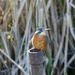 Female Kingfisher. by padlock