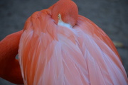 23rd Feb 2016 - Flamingo at Rest