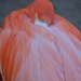 Flamingo at Rest by mariaostrowski