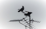 24th Feb 2016 - Jackdaws on their look-out perch  