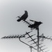 Jackdaws on their look-out perch   by beryl