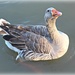 Greylag Goose by leestevo
