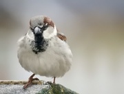 23rd Feb 2016 - house sparrow