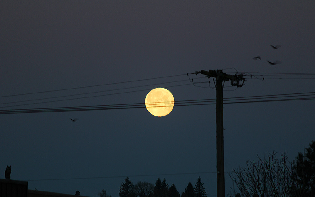 Morning Moon by nanderson