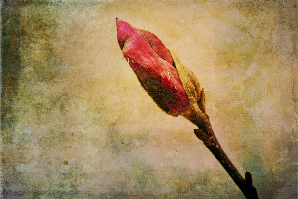 Tulip Magnolia by dsp2
