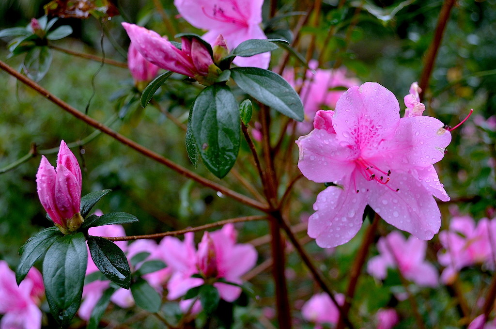 Azaleas, early Spring 2016, Charleston, SC by congaree