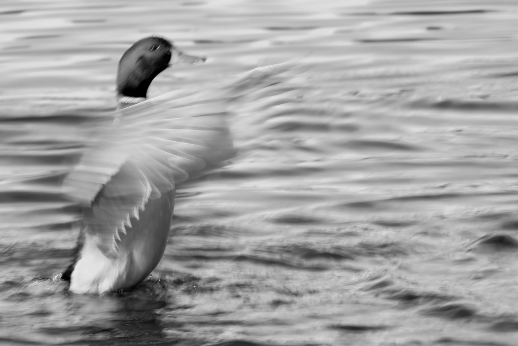 Wings and Ripples ..... (For Me) by motherjane