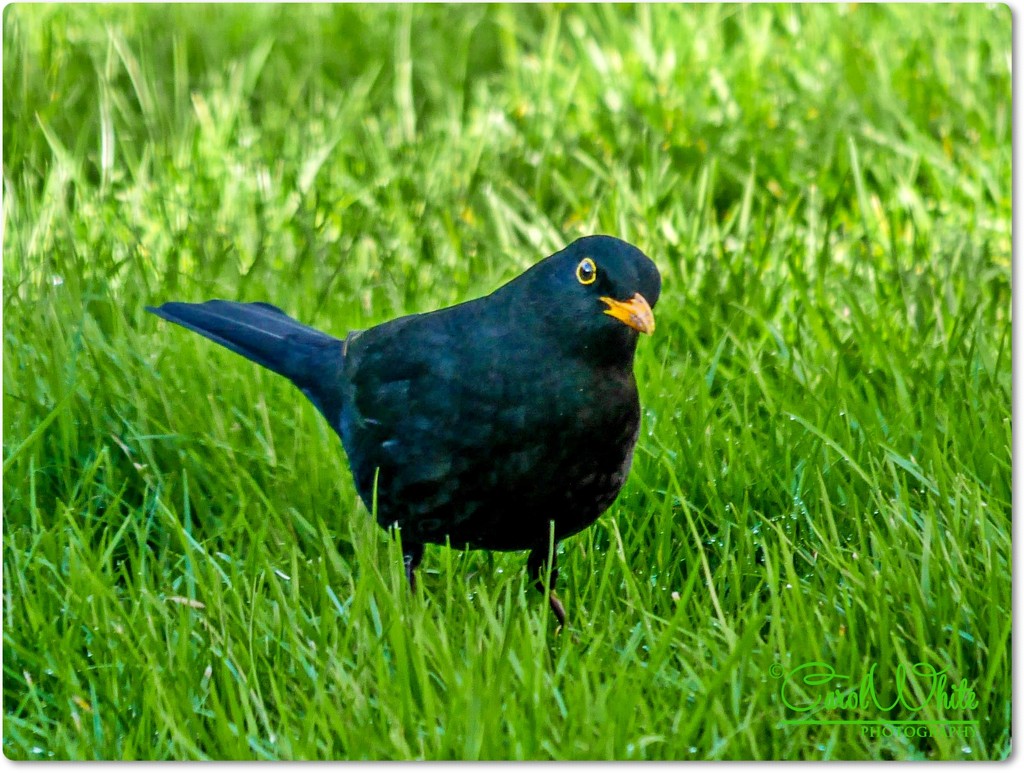 Mr. Blackbird by carolmw