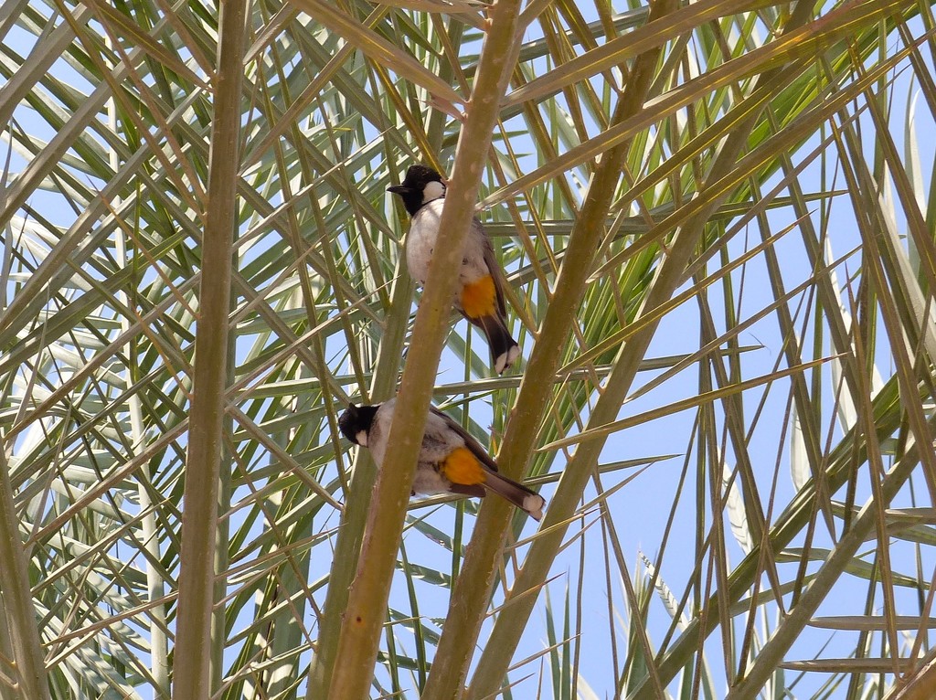 White Eared Bulbuls by susiemc