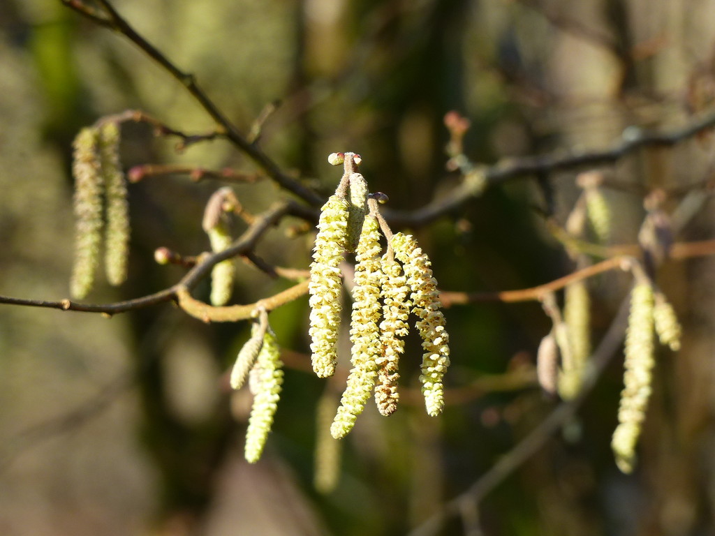 A Sure Sign of Spring by susiemc