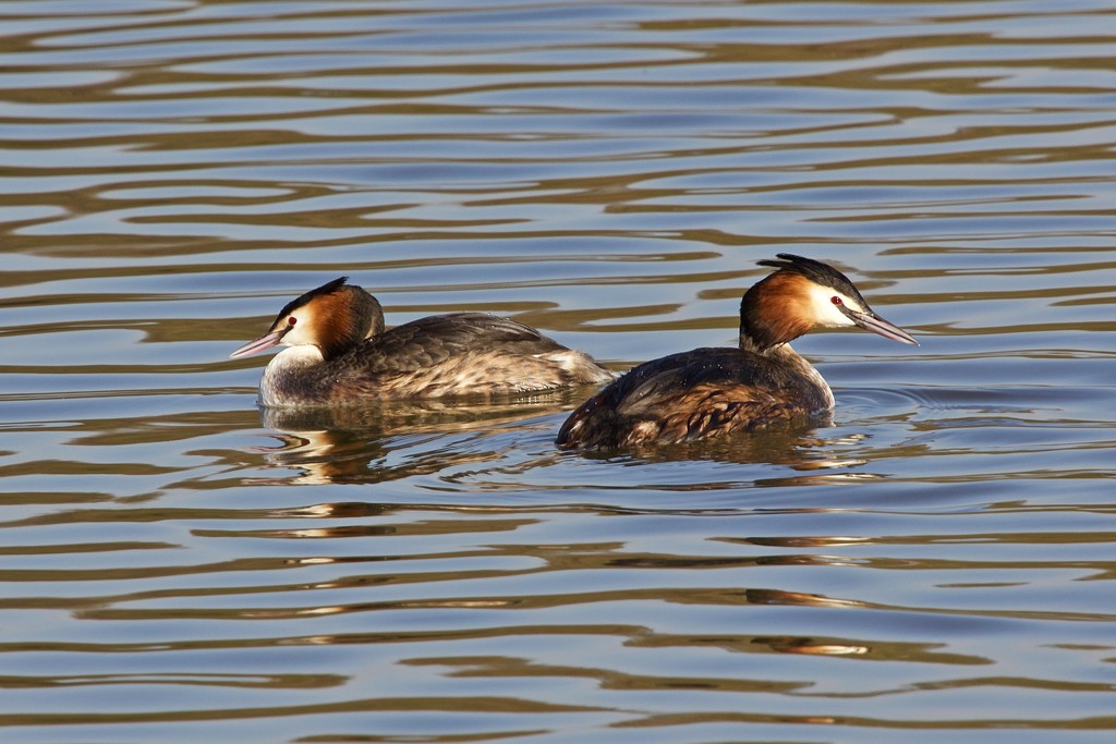 Pair of Great Crested Grebe by padlock
