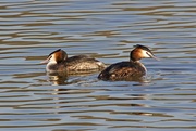 24th Feb 2016 - Pair of Great Crested Grebe
