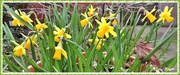 24th Feb 2016 - Little pot of Daffodils
