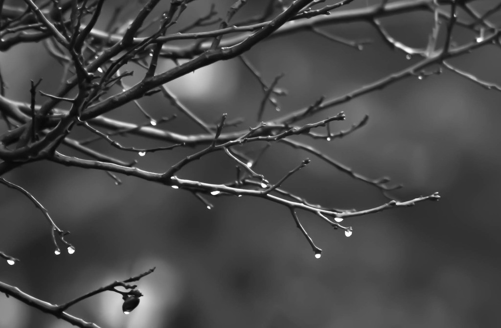 Droplets on branches by mittens
