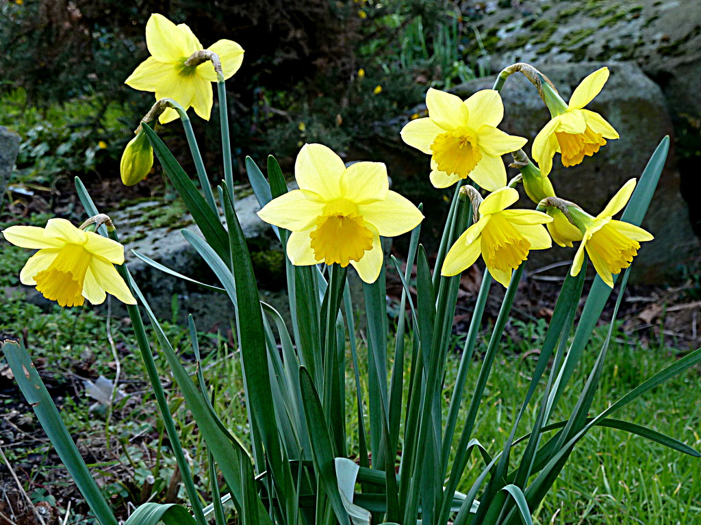 D is for daffodil by boxplayer