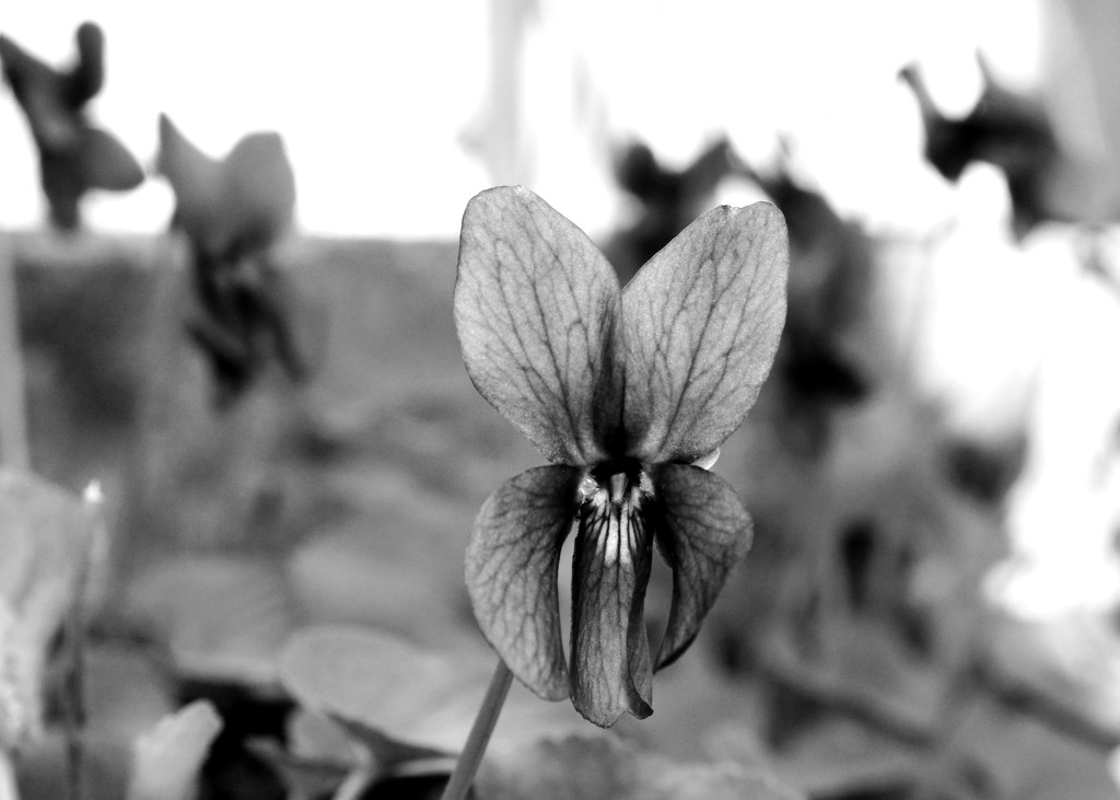 purple violet in black and white by cherrymartina