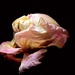 Otpala glavica ruže by vesna0210