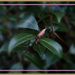 Camellia bud by sarah19
