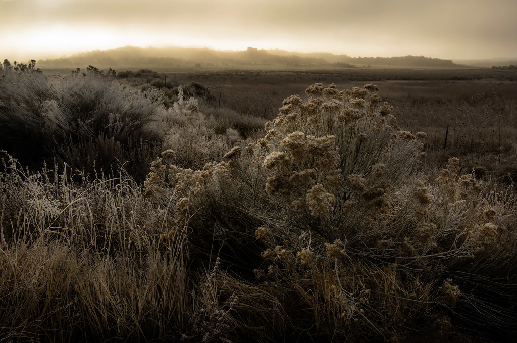 Foggy Landscape by jeffjones