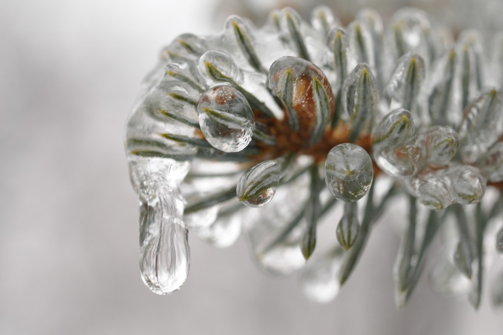 Freezing Rain this Morning followed by Rain All Afternoon! by frantackaberry