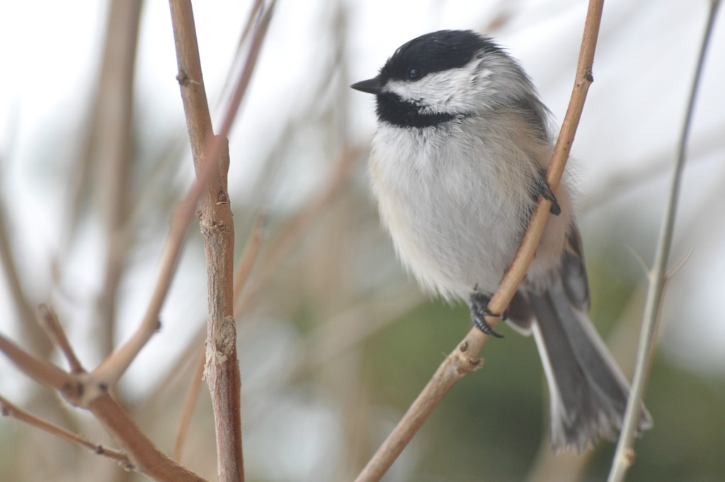Black-capped Chickadee by frantackaberry