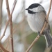 Black-capped Chickadee by frantackaberry