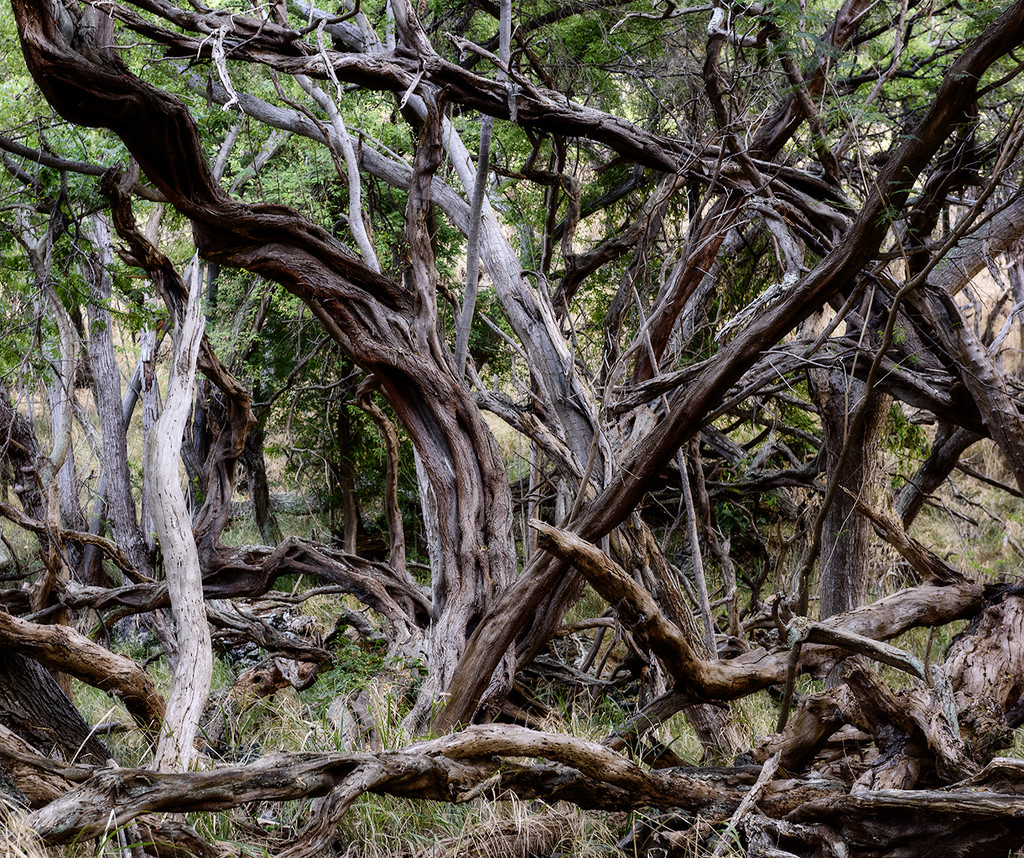 Gnarled Woods By the Sea  by jgpittenger