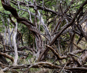 25th Feb 2016 - Gnarled Woods By the Sea 