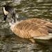 Bathing Goose by rickster549
