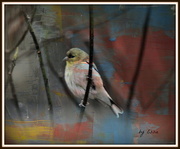 24th Feb 2016 - Bird Dipped in Paint