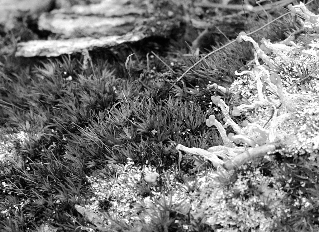 strange lichens but less harsh by francoise