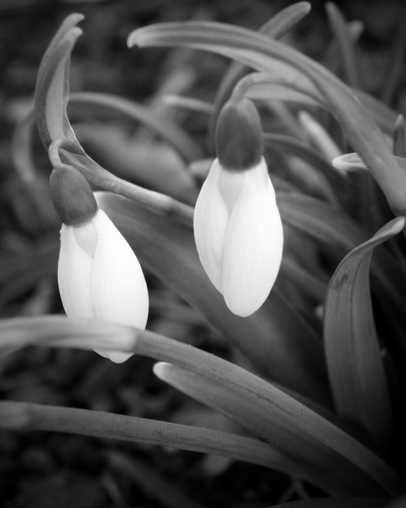 Snow Drops by daisymiller