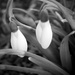 Snow Drops by daisymiller