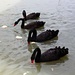 Black Swans by leestevo