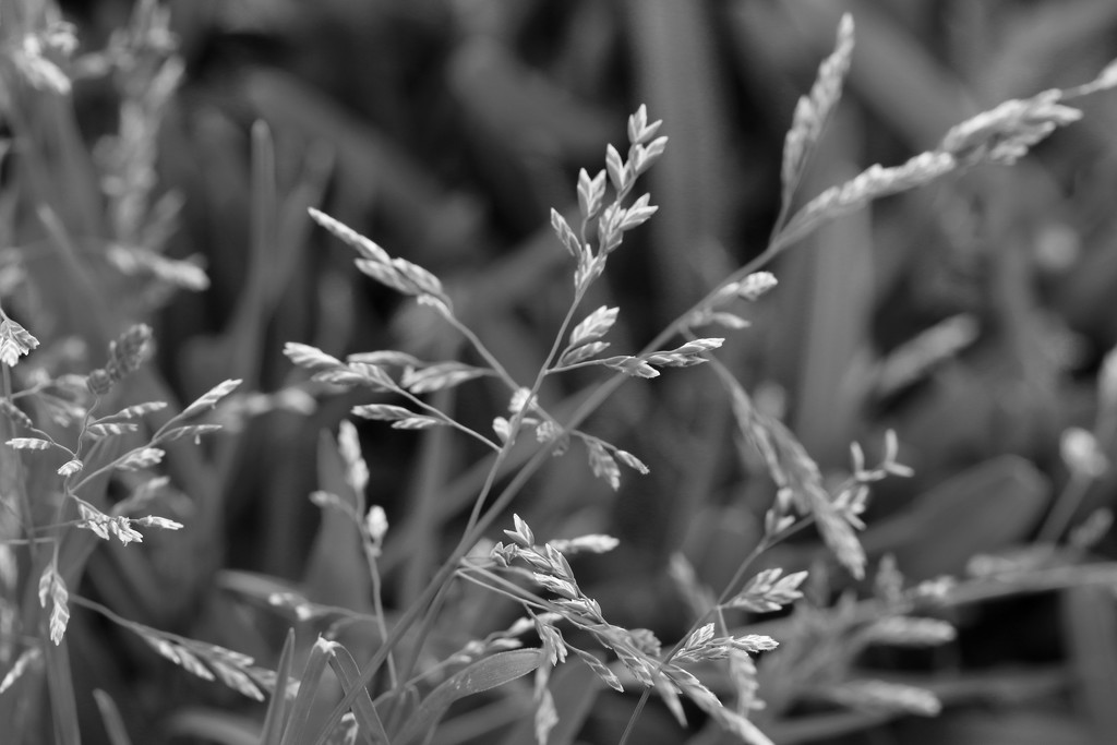 Grass by ingrid01