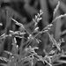 Grass by ingrid01