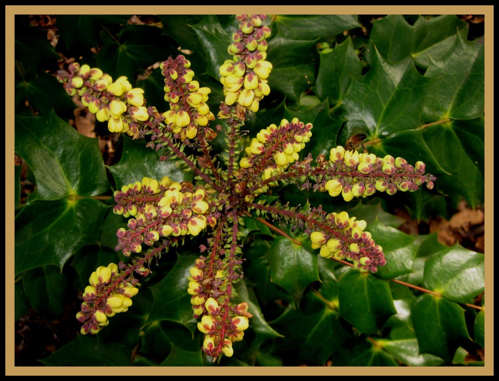 My Barberry Bush is Blooming by vernabeth