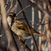 House Sparrow  by rminer