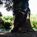 Magnificent Tree Trunk.  by happysnaps